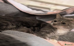 Mixed Breed cats for sale: Four kittens for sale  - Advert 1