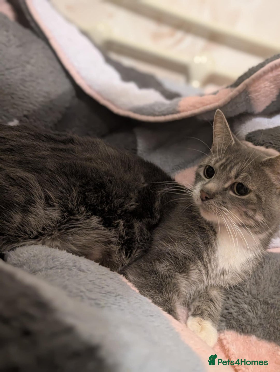 Mixed Breed cats for sale: Four kittens for sale  - Advert 1