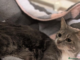 Mixed Breed cats for sale: Four kittens for sale - Advert 1