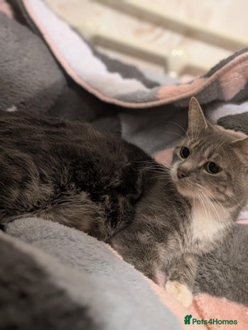 Mixed Breed cats Four kittens for sale - Advert 1