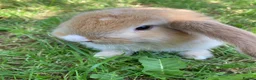 French Lop rabbits for sale: French Lop Bunnies in London - Advert 9