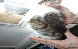 Mixed Breed cats for sale: Kittens for sale  - Image 13