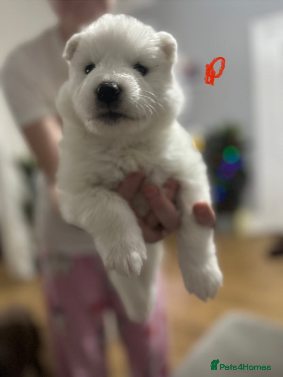 Samoyed dogs for sale: Adorable Samoyed Puppies for Sale!  - Advert 27