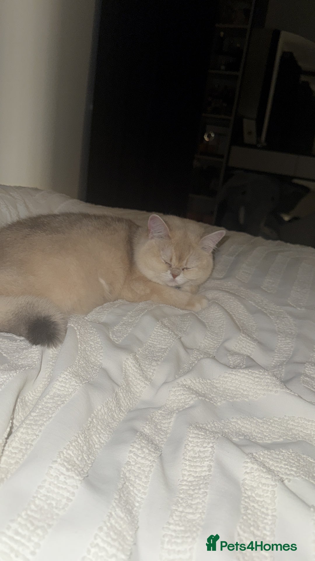 British Shorthair cats for sale: Golden Tipped British Shorthair Cat - Advert 15