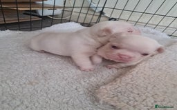 French Bulldog dogs for sale: French fancies puppies  - Image 2