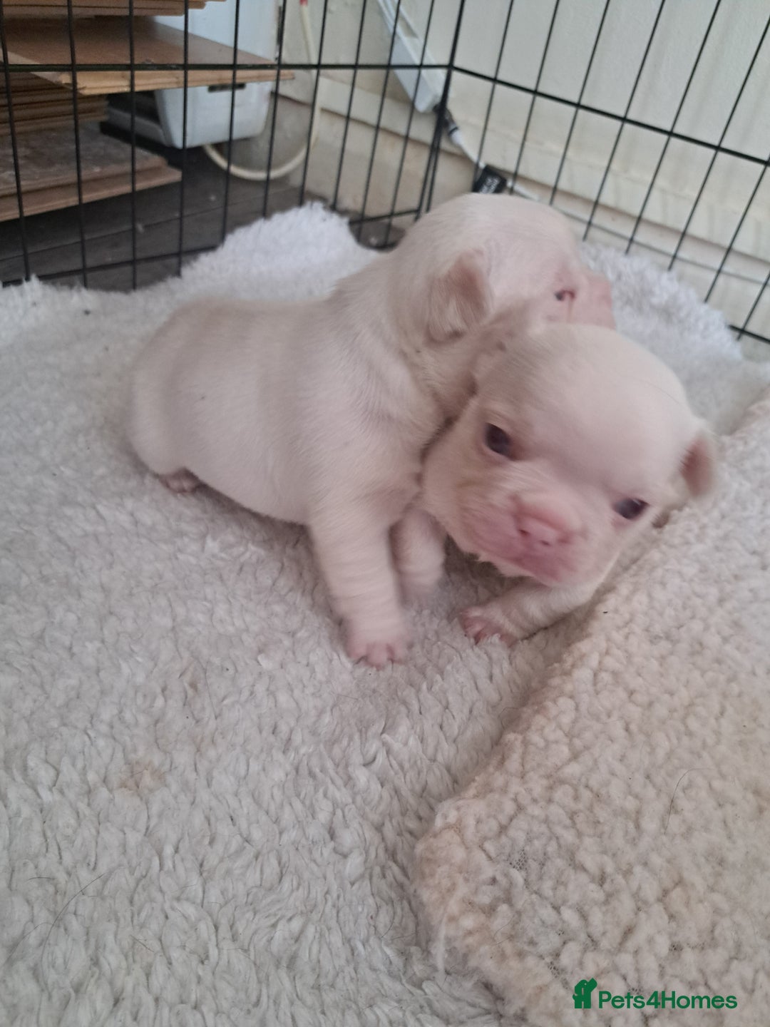 French Bulldog dogs for sale: French fancies puppies  - Image 2