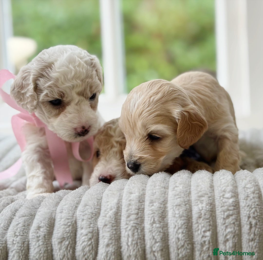 Cavapoochon dogs for sale: Cavapoochon puppies  - Image 10