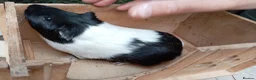 Guinea Pig rodents for sale: Guinea pigs 11 weeks old - Advert 9