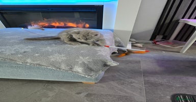 British Shorthair cats - Advert 5