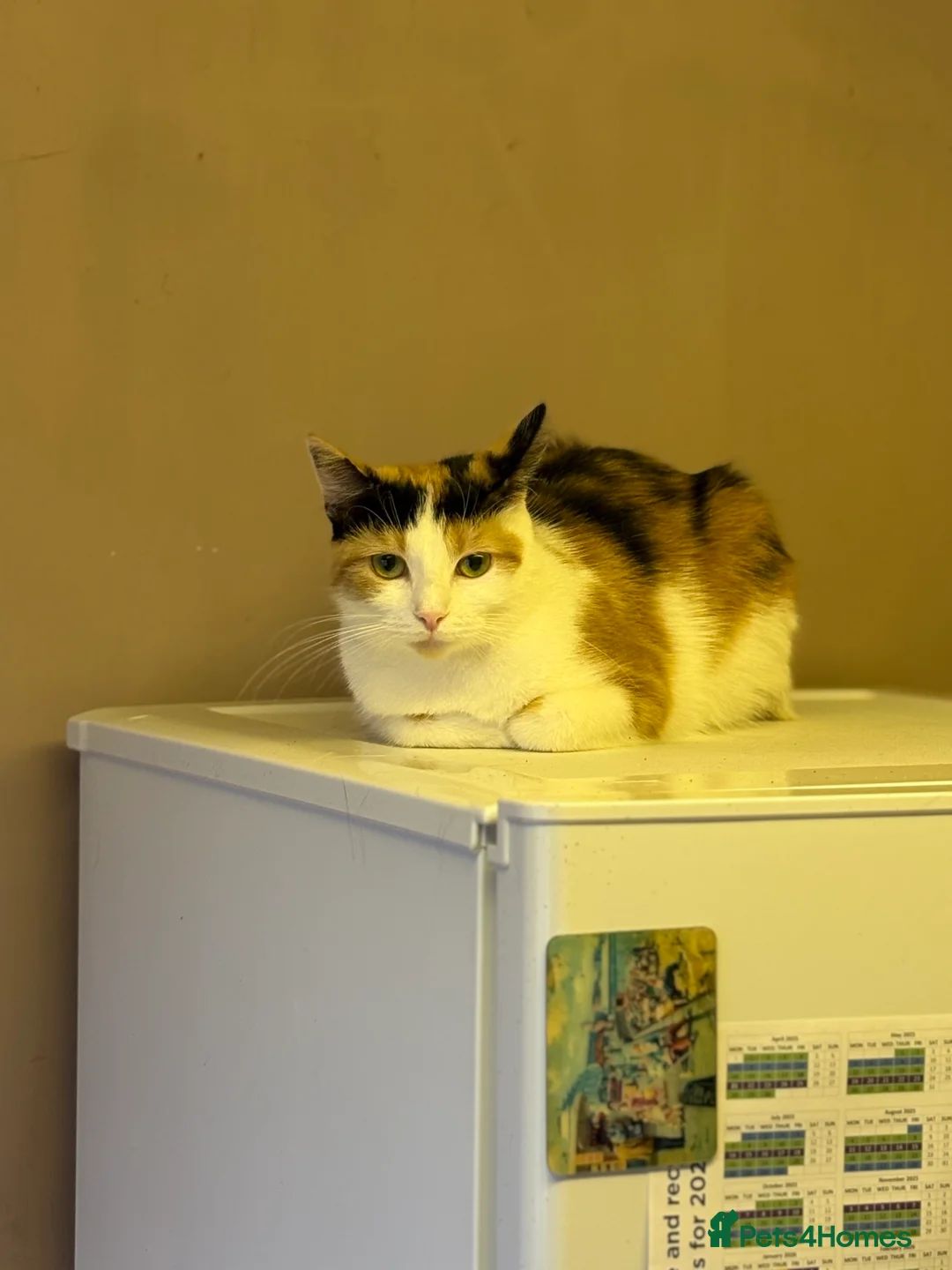 Mixed Breed cats for sale: Female calico - Advert 2