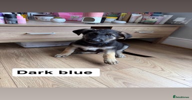 German Shepherd dogs - Advert 9