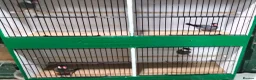 Finches birds for sale: Java Sparrows for sale  - Advert 2