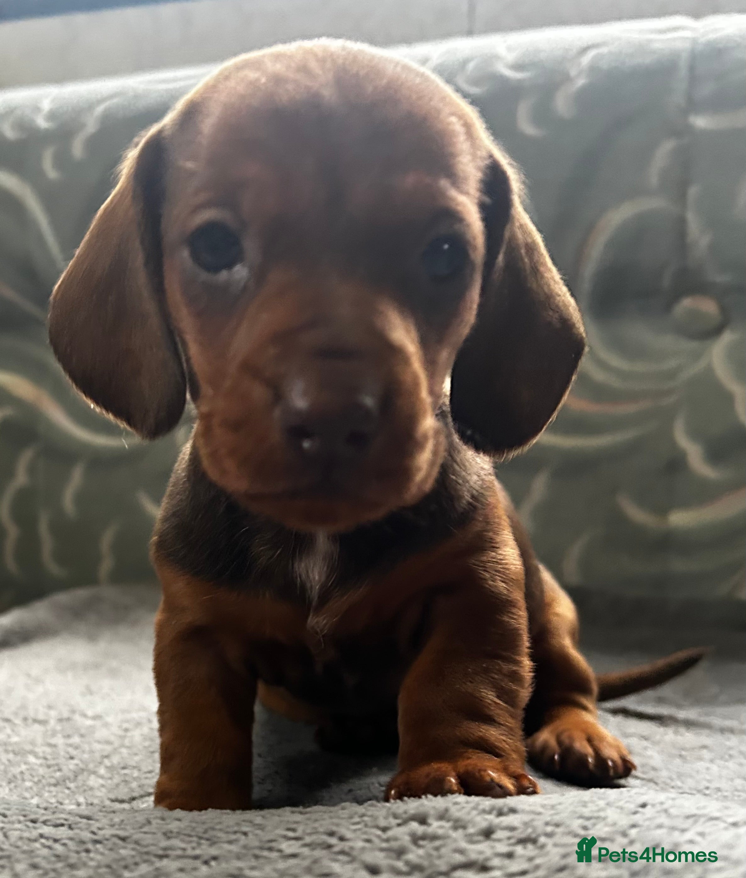 Dachshund dogs STUNNING KC REG STANDARD MALE PUPPY  - Advert 3