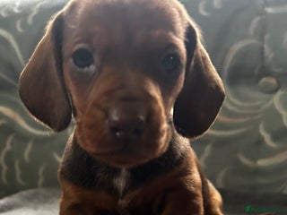 Dachshund dogs STUNNING KC REG STANDARD MALE PUPPY - Advert 1