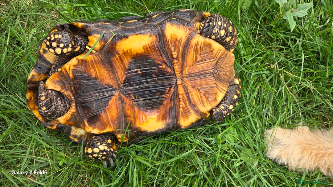 Tortoise reptiles for sale: Leopard, red and yellow foot tortoise  - Image 8