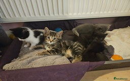 Mixed Breed cats for sale: Free kitten - Image 15