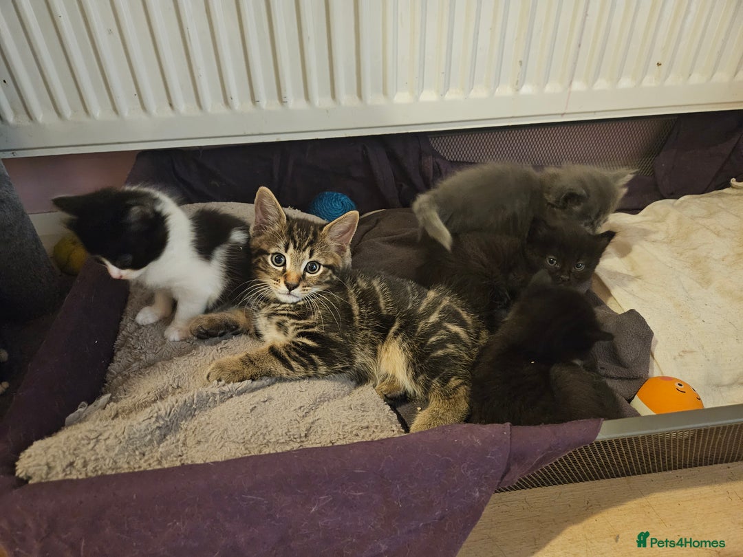 Mixed Breed cats for sale: Free kitten - Image 15