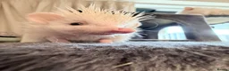 Pygmy Hedgehog rodents for sale: Weezy the Pygmy Hedgehog looking for a new home - Advert 3