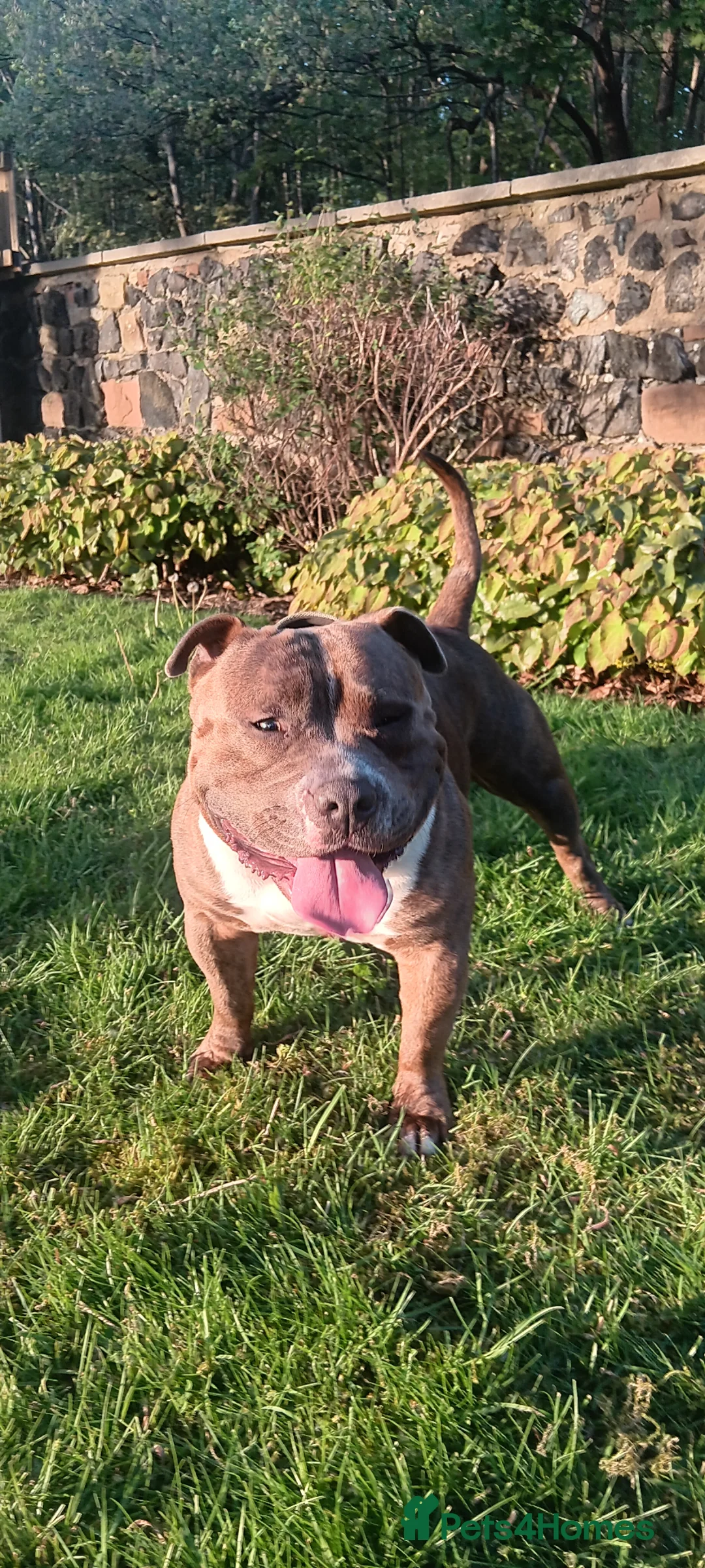American Bully dogs for stud: Pocket bully for stud  - Advert 2