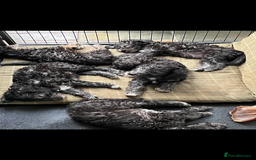 Bedlington Terrier dogs for stud: Bedlington terrier for std in Barnsley - Image 13