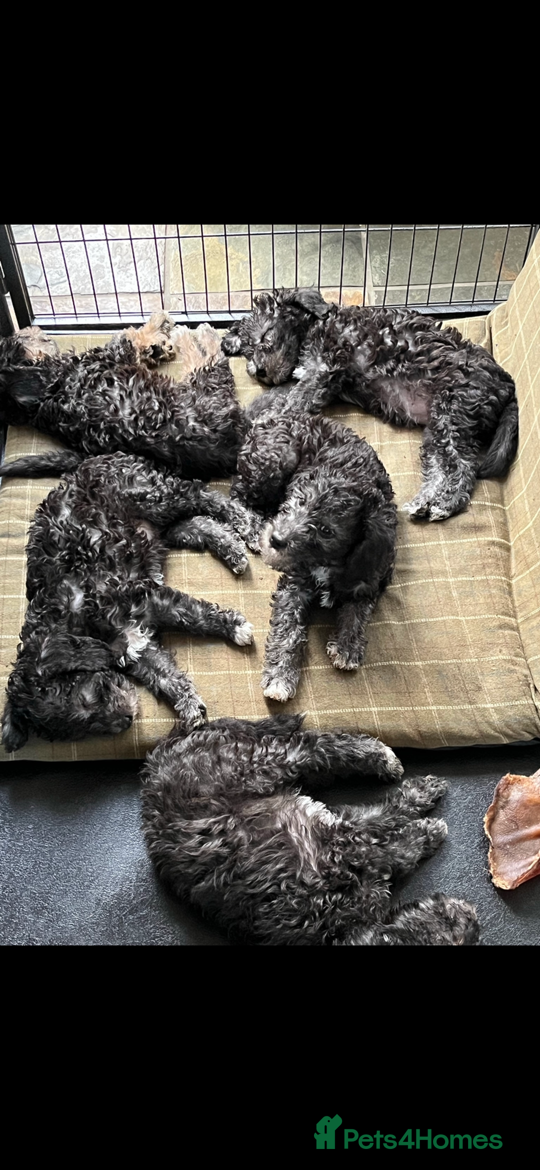 Bedlington Terrier dogs for stud: Bedlington terrier for std in Barnsley - Image 13