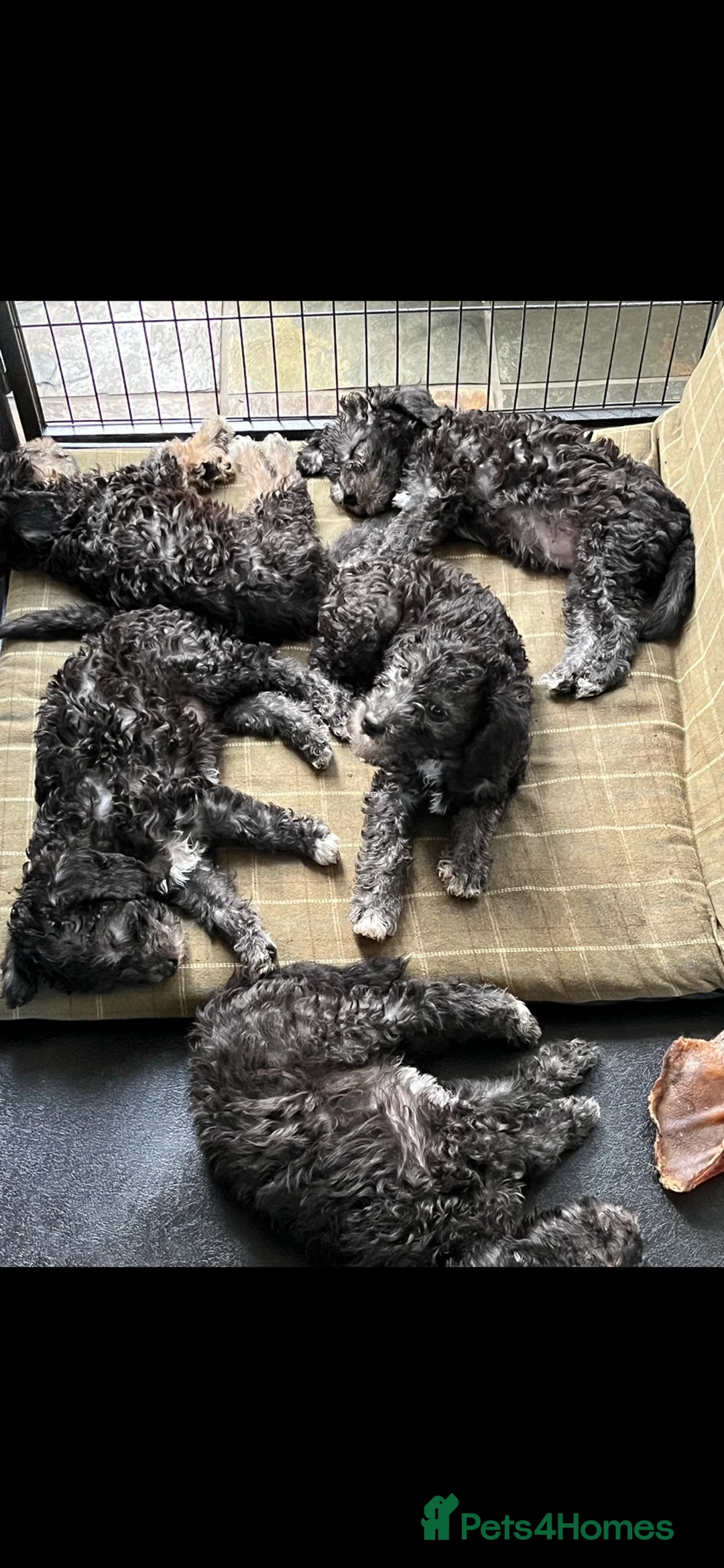 Bedlington Terrier dogs for stud: Bedlington terrier for std in Barnsley - Advert 13