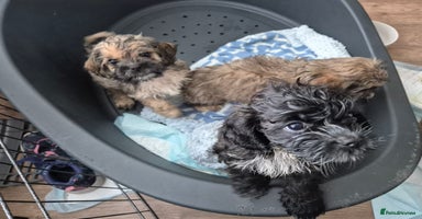 Mixed Breed dogs - Advert 2