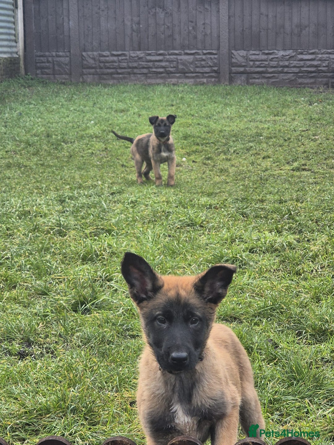 Belgian Shepherd Dog dogs for sale: Belgian malinois - Advert 1