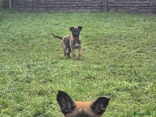 Belgian Shepherd Dog dogs Belgian malinois - Advert 4