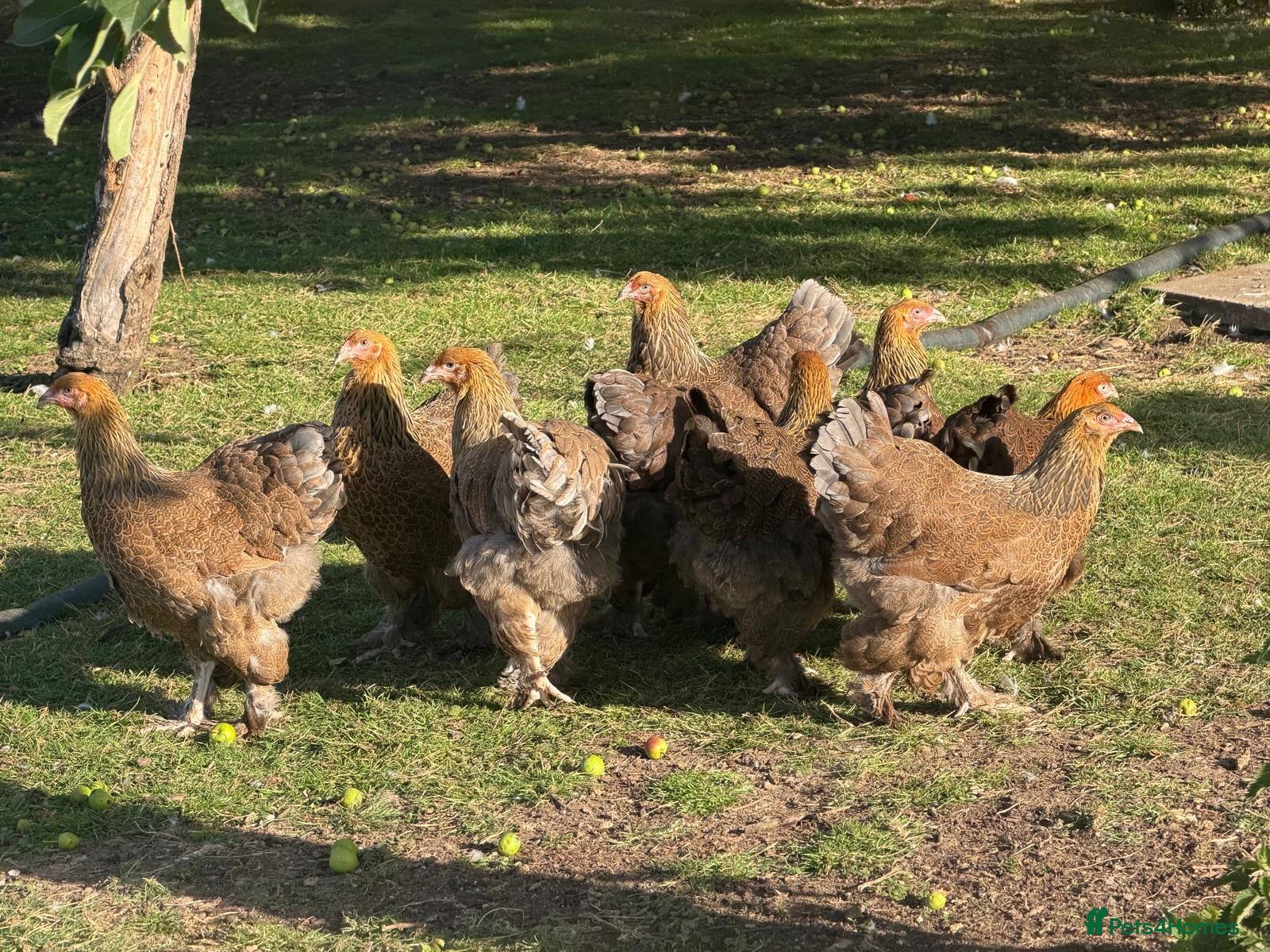 Chickens poultry Brahma - Advert 2