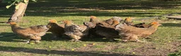 Chickens poultry for sale: Brahma - Advert 2