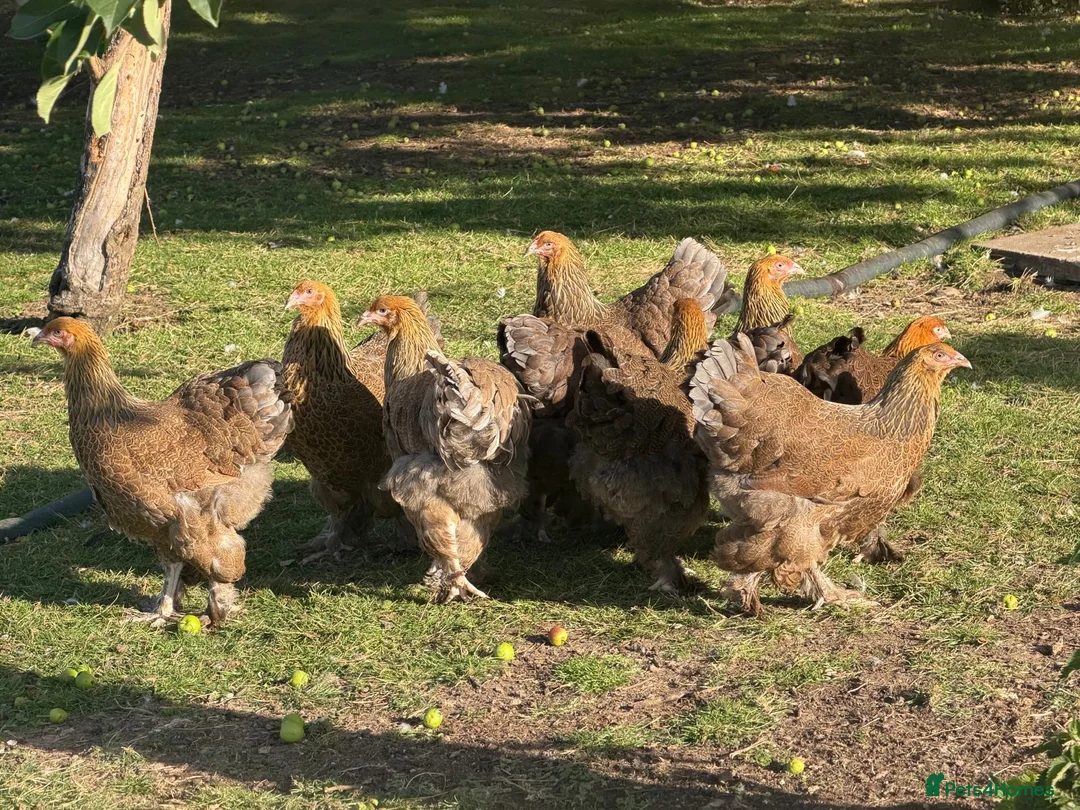 Chickens poultry for sale: Brahma - Advert 2
