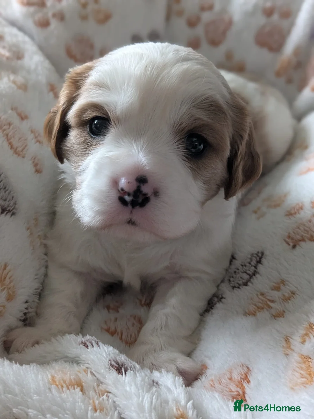 Cavalier King Charles Spaniel dogs for sale: King charles cavalier puppies - Advert 1