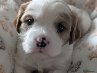 Cavalier King Charles Spaniel dogs King charles cavalier puppies - Advert 1