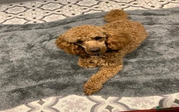 Cockapoo dogs for sale: F1B Cockapoo Puppies - Image 8