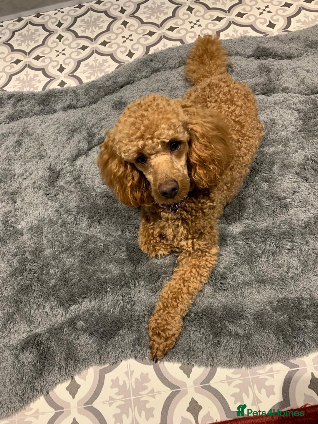 Cockapoo dogs for sale: F1B Cockapoo Puppies - Image 8