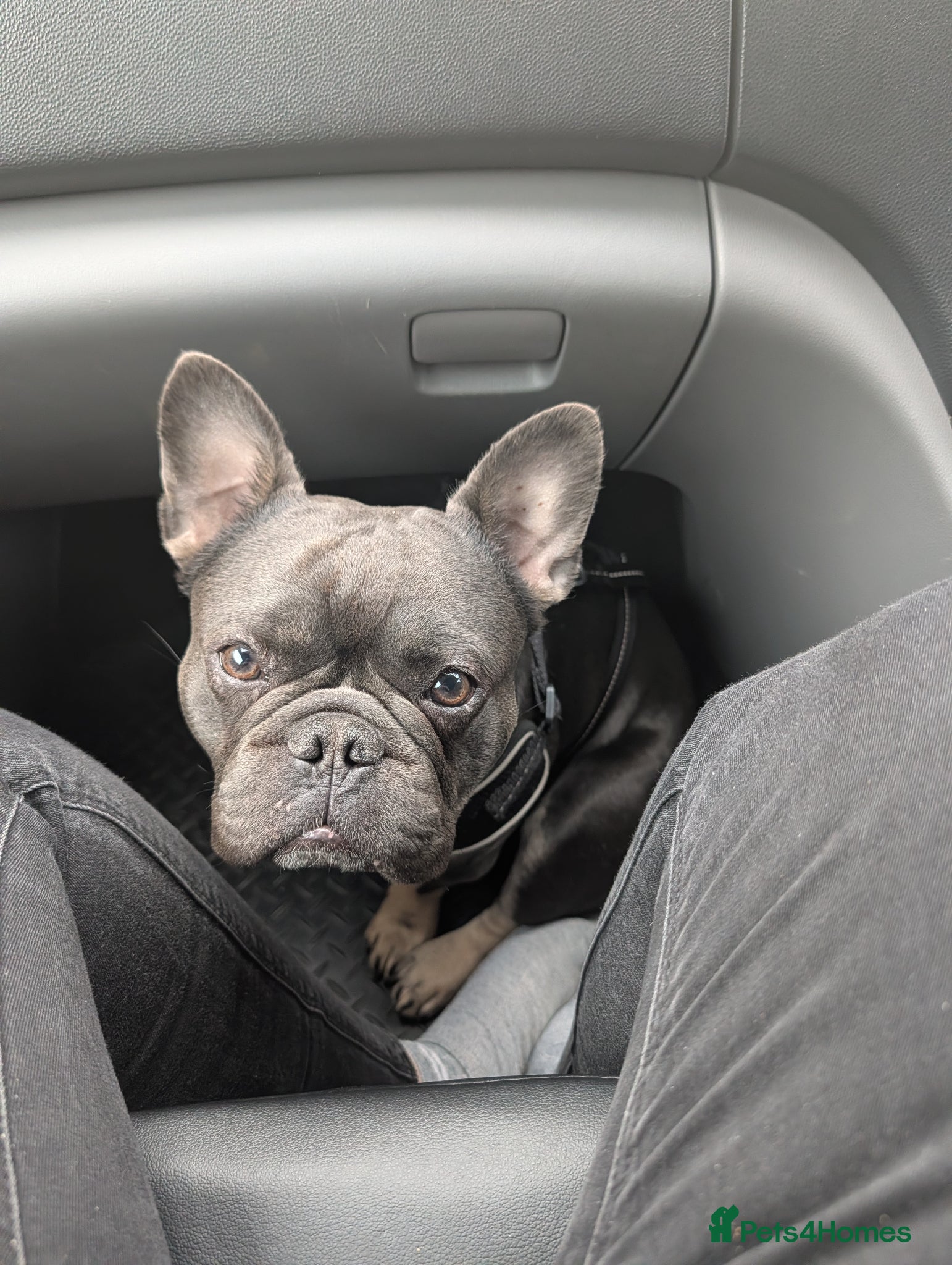 French Bulldog dogs Reggie - french bulldog  - Advert 1