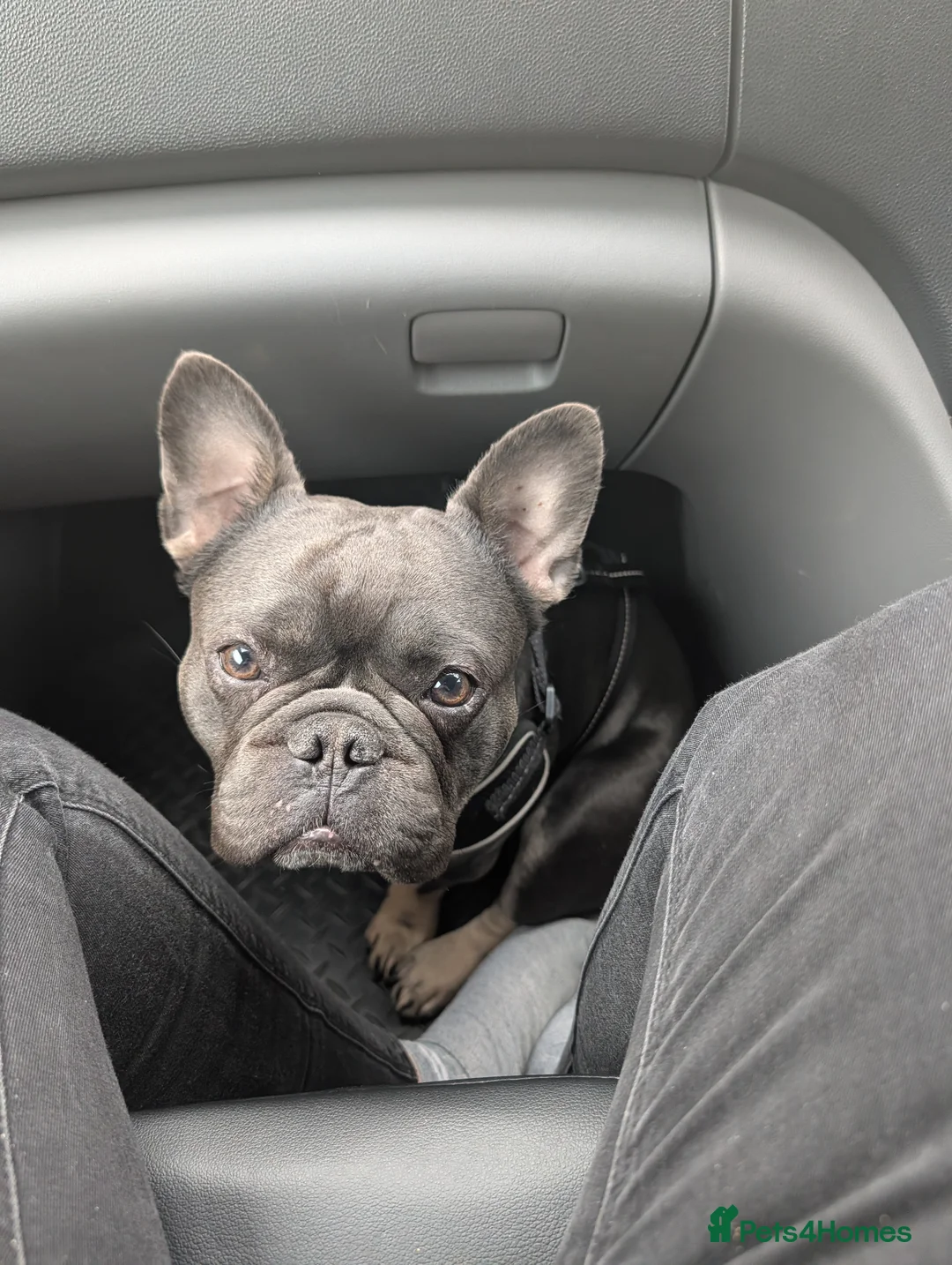 French Bulldog dogs for sale: Reggie - french bulldog  - Advert 1