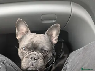 French Bulldog dogs Reggie - french bulldog - Advert 1