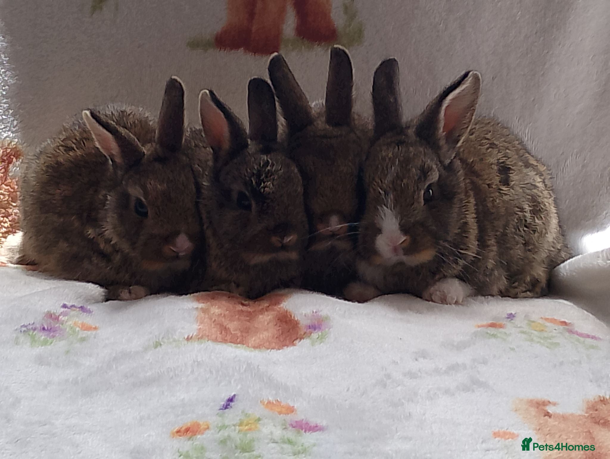 Mixed Breed rabbits 2 litters of mixed rabbits - Advert 12