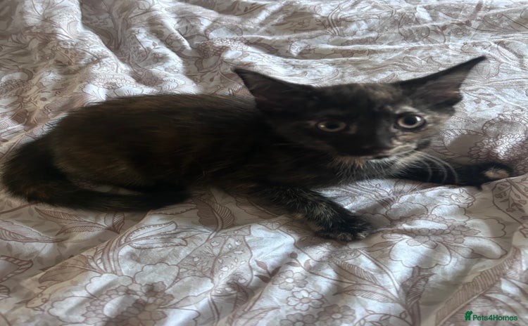 Domestic Shorthair cats - Advert 17