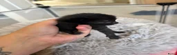 Mixed Breed cats for sale: Beautiful babies  - Advert 5