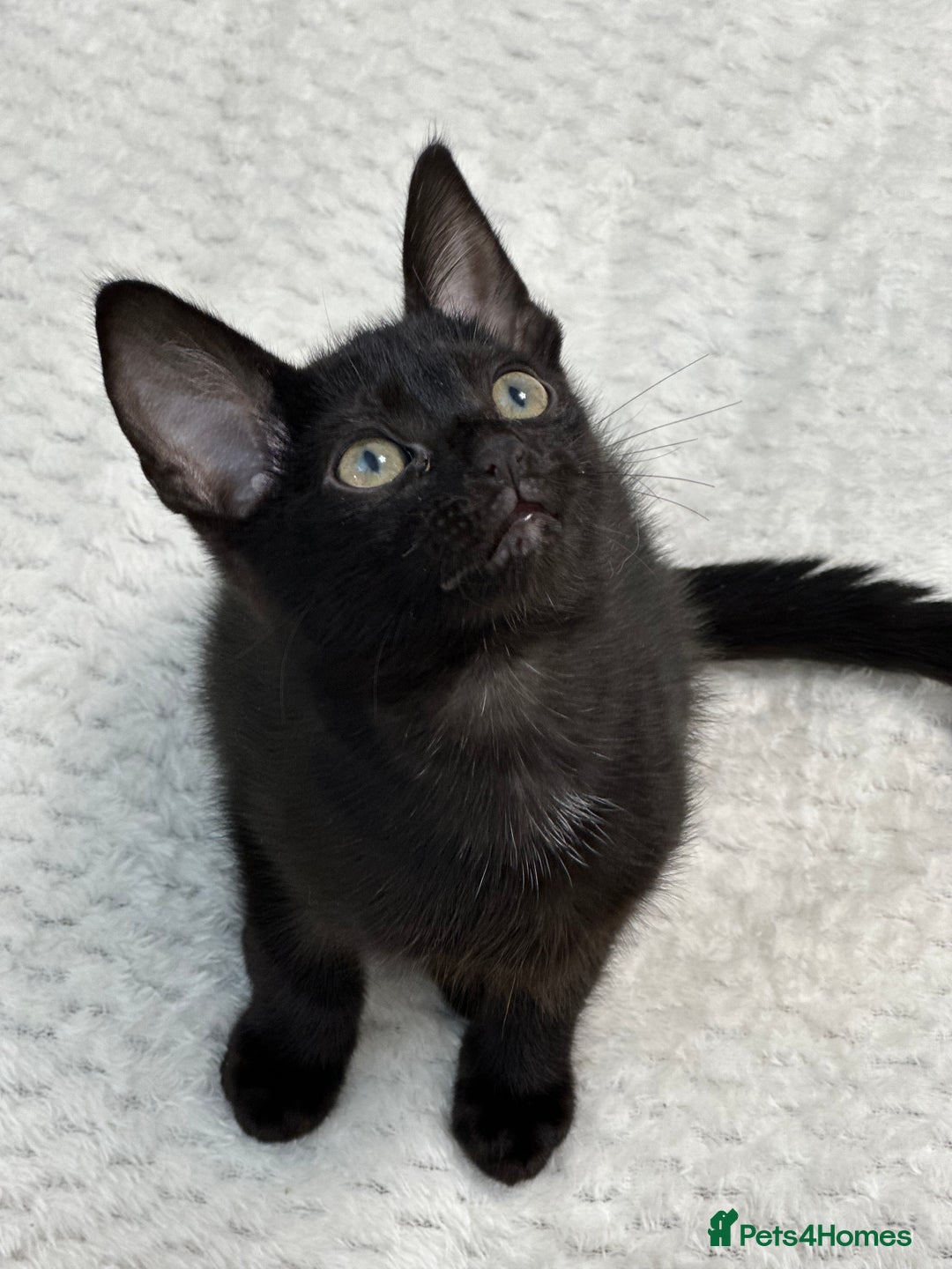 Mixed Breed cats for sale: ✨Cornish Rex Kittens Ready for New Homes Now✨ - Advert 22