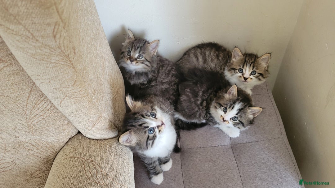 British Shorthair cats for sale: British Short-hair kittens - Image 6