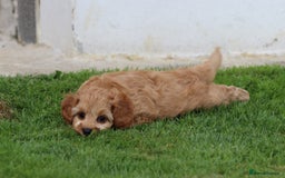Cockapoo dogs for sale: Beautiful F1 Cockapoo puppies for sale - Image 29