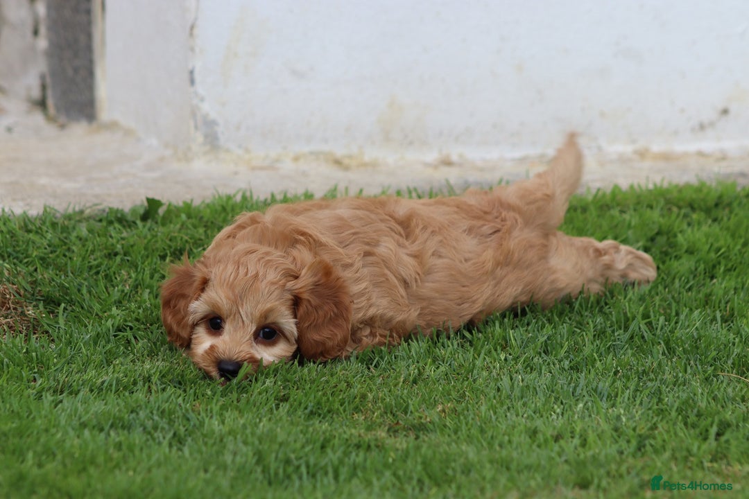Cockapoo dogs for sale: Beautiful F1 Cockapoo puppies for sale - Image 29