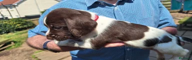 Mixed Breed 3