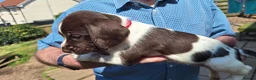 Mixed Breed dogs for sale: Lovely marked GWP / ESS puppies for sale  in Dalkeith - Advert 9