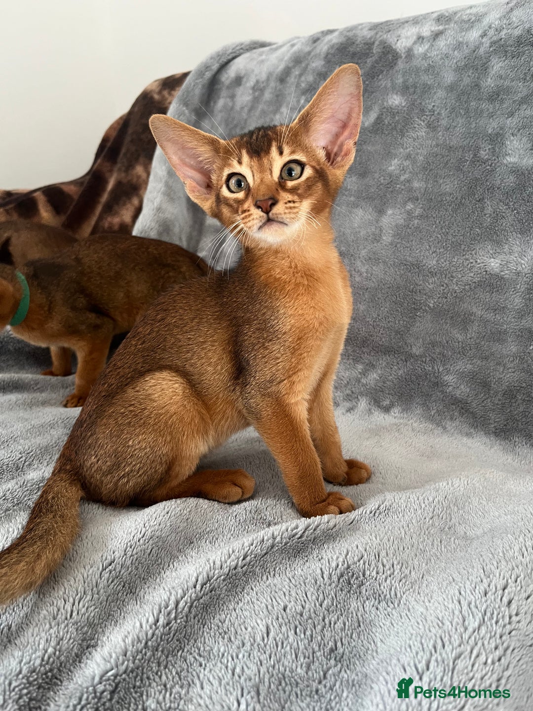 Abyssinian cats for sale: Beautiful Abyssinians kittens - Image 34