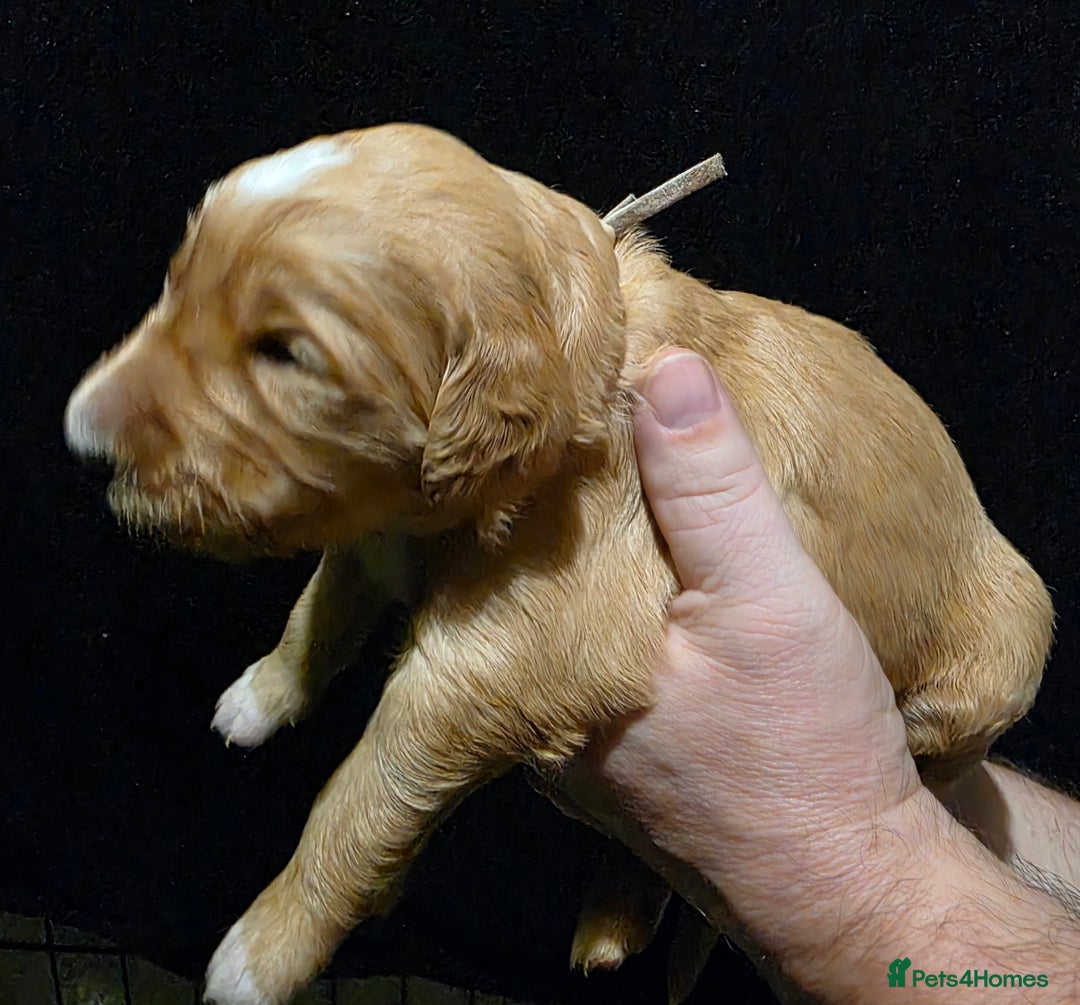 Goldendoodle dogs for sale: Fully Health Tested F1 Goldendoodles - Advert 2